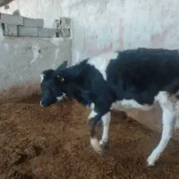 گوساله ماده