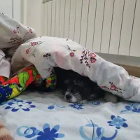 سگ شیتزو|سگ|بوکان, |دیوار