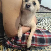 واگذاری رایگان سگ پامرین کراس|سگ|تهران, مسعودیه|دیوار