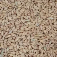 بذر گندم|خوردنی و آشامیدنی|انگوت, |دیوار