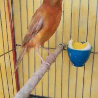 قناری شتری سرخ نر ماده