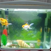 آکواریوم ماهیران در حد آک