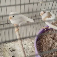 قناری نرو ماده|پرنده|خمینی‌شهر, |دیوار