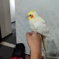 عروس هلندی، باغملک