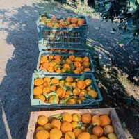 فروش نارنگی ژاپنی