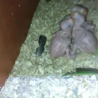 ملنگو سبز سرلاکی