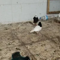 کبوتر طوقی هفرنگ و دم سفید و دوکت و بلژیکی|پرنده|رشت, جماران|دیوار