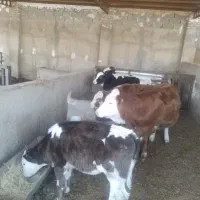 فروش ۵ راس گوساله ماده|حیوانات مزرعه|پاکدشت, پاکدشت (مامازند)|دیوار