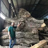 فروش عمده تخته چوب گردو با مجوز|عمدهفروشی|تهران, آجودانیه|دیوار