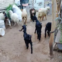 گوسفند بره|حیوانات مزرعه|اهواز, آریاشهر|دیوار