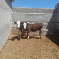 فروش گوساله