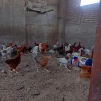 تعداد 150 عدد جوجه بوقلمون بومی و جوجه خروس بومی|حیوانات مزرعه|تهران, جنت‌آباد مرکزی|دیوار
