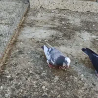 دوتا نر پلاکی یا شهرستانی