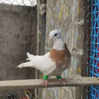 کبوتر طوقی زرد خال سیاه