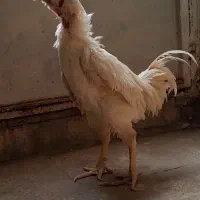 خروس لاری جوجه لاری خروس براکل|حیوانات مزرعه|محمدشهر, یزدیها|دیوار