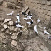 کبوتر طوقی|پرنده|سقز, |دیوار