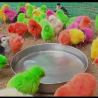 سلام|حیوانات مزرعه|بافت, |دیوار