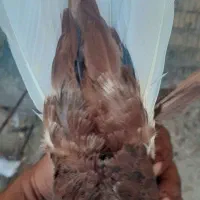 کبوترسرور سرخ دومسفید|پرنده|شیراز, شهرک گلها|دیوار