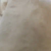 فروش کاه کیلو شش تمن