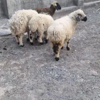 ۵راس میش وبره