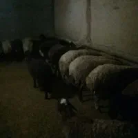 بره نر ماده|حیوانات مزرعه|بیرانوند, |دیوار