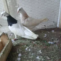 گفتر رنگی|پرنده|ساری, |دیوار