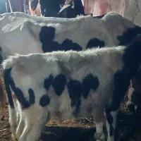 گاو شیر دهی بچه دار