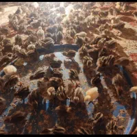 بلدرچین و تخم نطفه دار بلدرچین