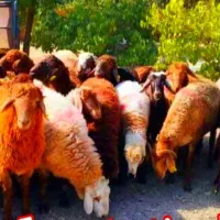 گوسفند تضمینی باکیفیت نصف گوشت/گوسفند خونی