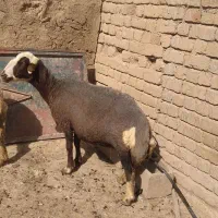 گوسفند داشتی. مالچه. جوان.به شرط دوقلوهایی صدرصد