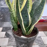 گل گیاه(گیاهان خاص و زیبا|گل و گیاه طبیعی|قم, نیروگاه|دیوار