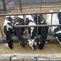 گوساله قطع شیر