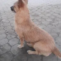 گم شدن سگ