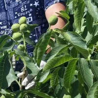 انواع نهال گردو پربار|گل و گیاه طبیعی|قوچان, |دیوار