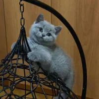 بریتیش شورت هیر