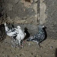کبوتر