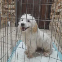 سگ نژاد شتزو قیمت مناسب