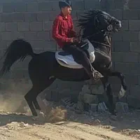 نریان مشکی واکسی ۵ نشان|اسب و تجهیزات اسبسواری|ورزنه, |دیوار