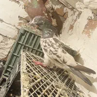 کفتر|پرنده|انزل, |دیوار