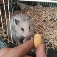 همستر دوتا نر دوتا ماده