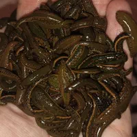 زالوی طبی  تبریز زالو|خدمات آرایشگری و زیبایی|تبریز, |دیوار