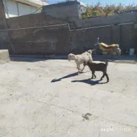 سالار بز دورگ|حیوانات مزرعه|مرودشت, تخت جمشید|دیوار