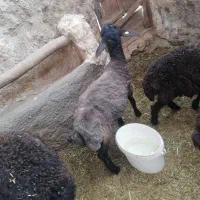 بره قوچ همو|حیوانات مزرعه|اسفراین, |دیوار