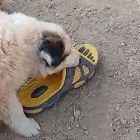 توله قدرجونی