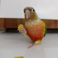 گرینچیک|پرنده|قیدار, |دیوار