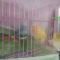 فروش عروس طوطی برزیلی عروس دست اموزم دارم وحشی هم|پرنده|نقده, |دیوار