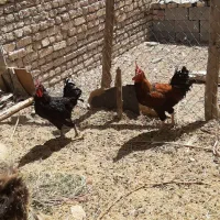 فروش مرغ وخروس گلین وشش عدد اردک اسرایئلی|حیوانات مزرعه|پیر بکران, |دیوار
