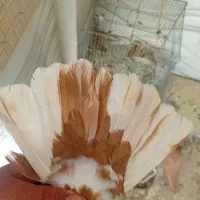 نر ماده زرد نر دمسفید خوش سو