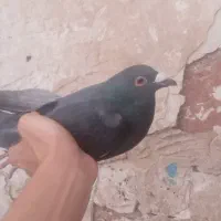 کفتر زاغ