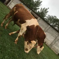 استخدام کارگر ساده دامداری